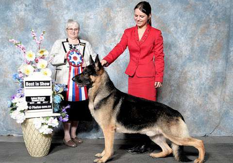 Cloverlane German Shepherd Dogs